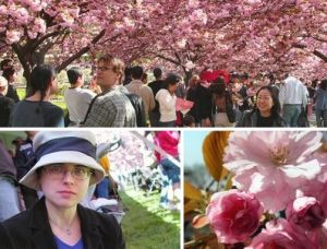 cherry blossoms - dope.jpg